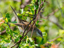 Sedge buckthorn - Rokitniczka
